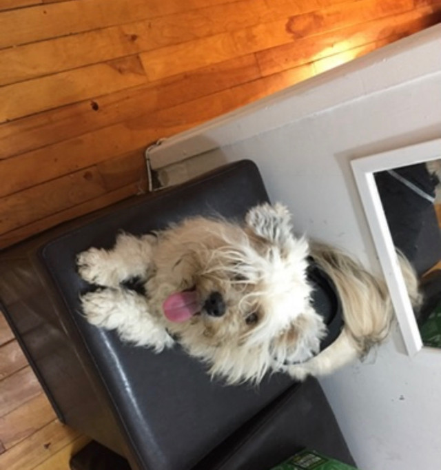  Shipoo  in Dogs & Puppies for Rehoming in Laval / North Shore