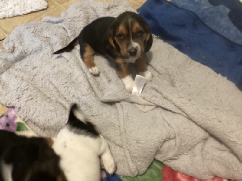 Male, Basset Hound, puppy Dogs & Puppies for Rehoming Lethbridge