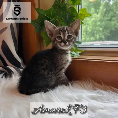 Savannah F3-C enregistré TICA - Amarok, View more