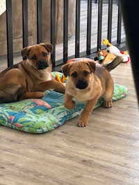 Pugx puppies for sale