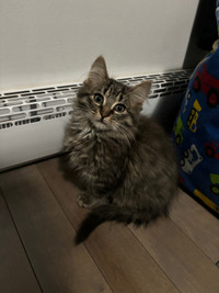 Long-haired kitten for rehoming / chaton a poil long 3mois