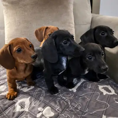 5 adorable wiggly waggly happy-go-lucky smooth hair (super soft velour puppies ) miniature dachshund...