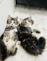 Two Siberian lap kittens - vaccinated females 