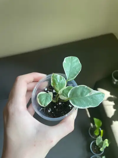 Hi, I’m selling these little plants from my mother plants. They are nicely rooted and have been in t...