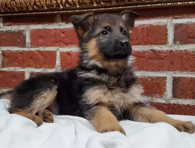 We are Smokey Kennels, CKC registered breeders of top quality GSD and have been actively involved wi...