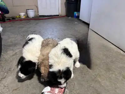 puppies for sale, View more