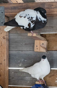 Afghan pigeon