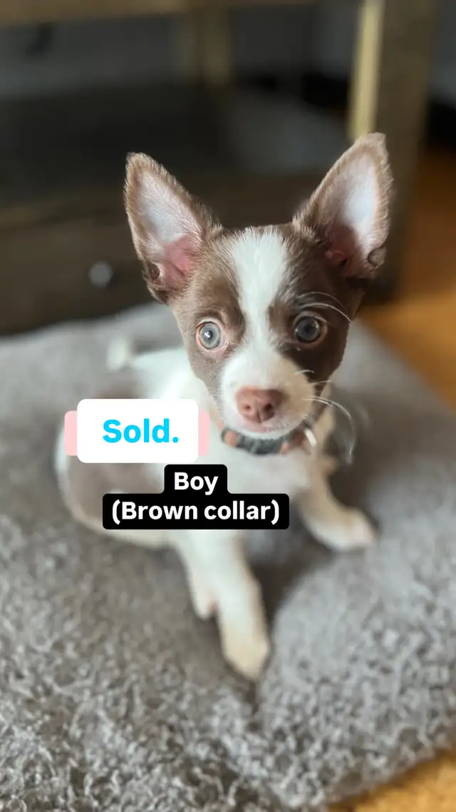 Last 2 Gorgeous pure chihuahua puppies left in Dogs & Puppies for Rehoming in Penticton - Image 7