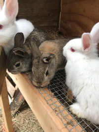 Bunnies for sale! 