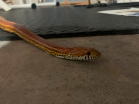 Corn Snake available for rehoming w enclosure and accessories