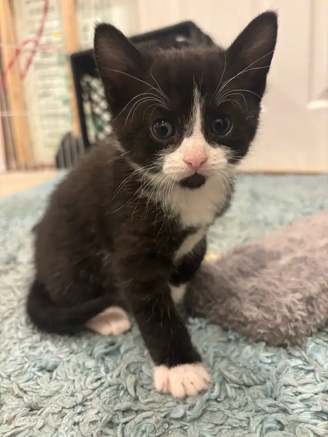 Litter of 5 Kittens in Cats & Kittens for Rehoming in Moncton - Image 6
