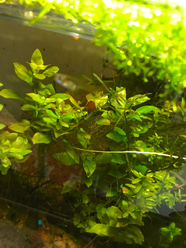 Aquatic plants in Fish for Rehoming in Ottawa