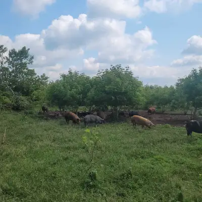 pork for sale , View more