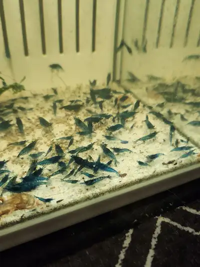 Neocaridina Blue Dream Shrimp for sale!, View more