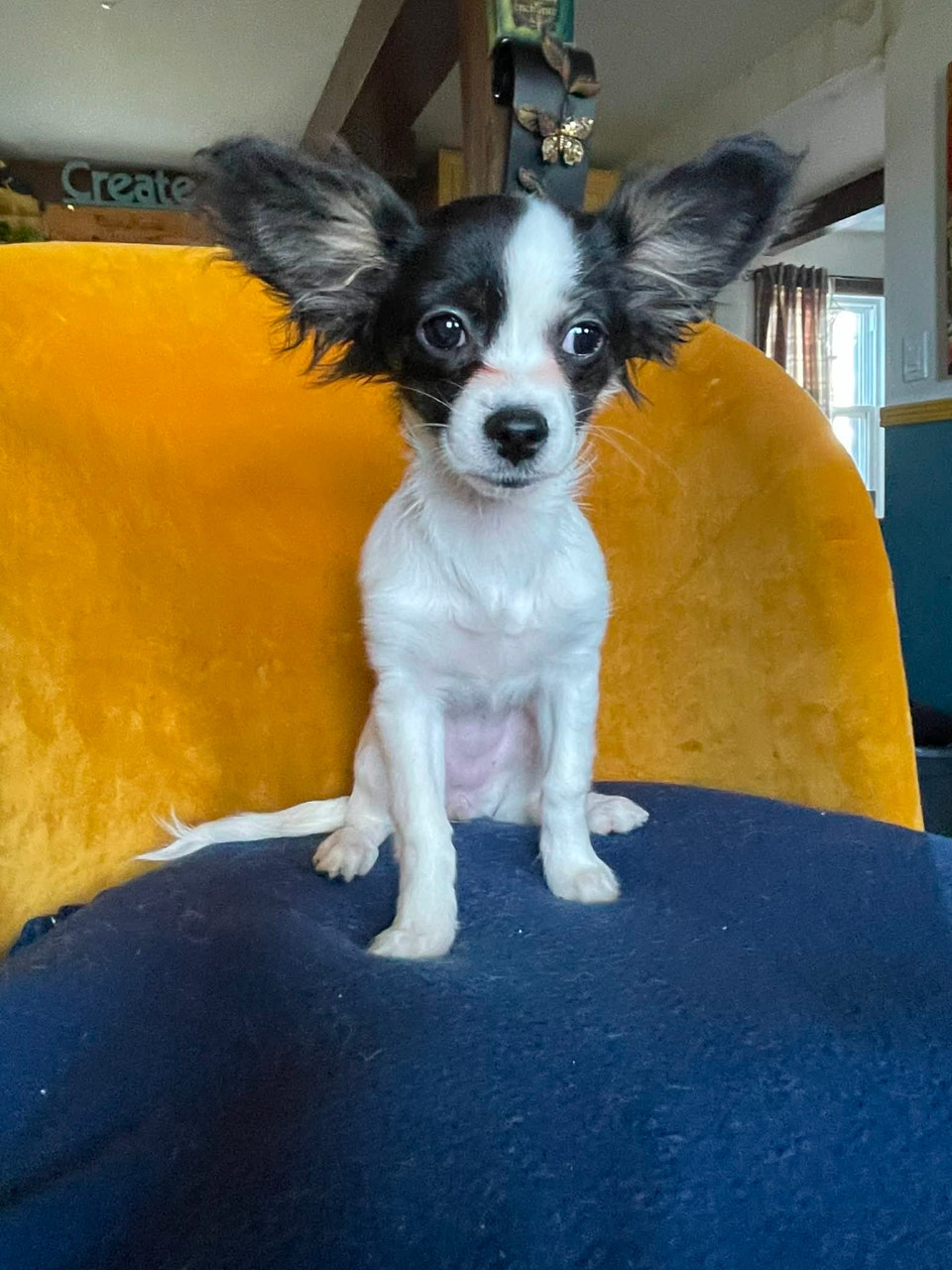 273 ads for chihuahua in Pets in Canada | Kijiji Marketplaces
