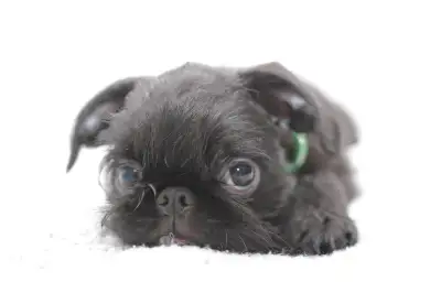 Brussels Griffon Puppies, View more