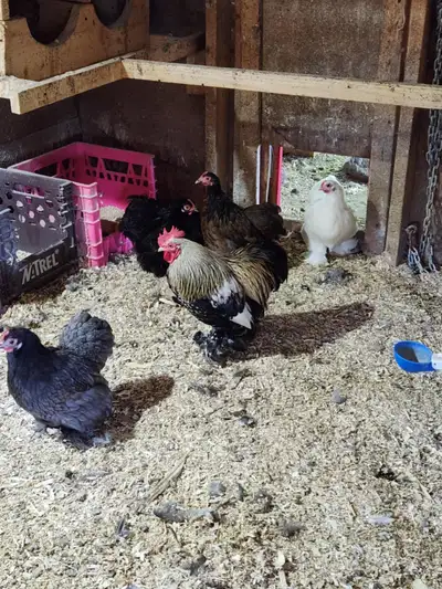 Poules Cochins Bantam lisse, View more