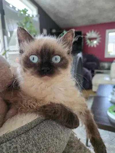 ❤️Hypoallergenic Kittens❤️ CURLY Cuddlebugs ❤️, View more
