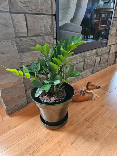 ZZ plant , View more