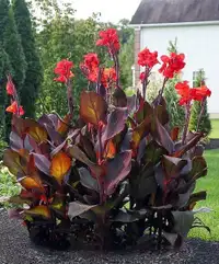Red Canna Lily’s bulbs