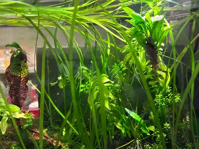 aquarium Plant--Vallisneria, View more