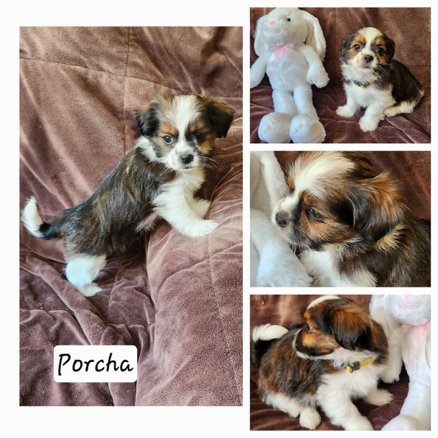 SHORKIE PUPPIES in Dogs & Puppies for Rehoming in Saskatoon - Image 3