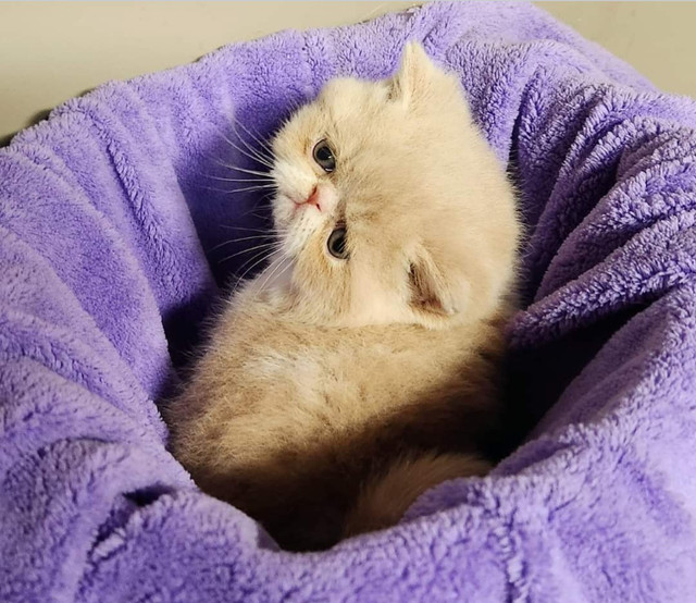 Exotic Shorthair Cream & White tabby Girl in Cats & Kittens for Rehoming in Norfolk County - Image 3