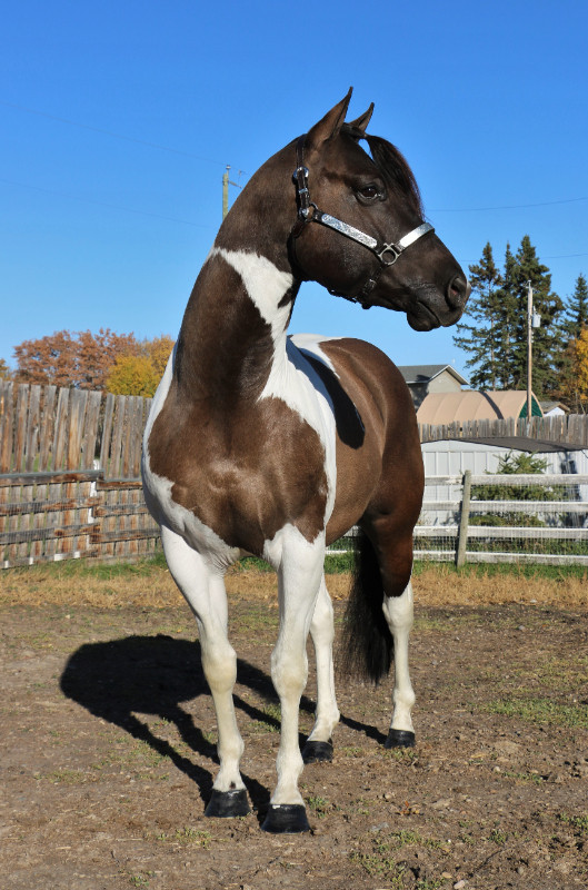 Smokey Grullo Tobiano APHA stallion at stud - 7 Panel N/N in Horses & Ponies for Rehoming in Edmonton - Image 3