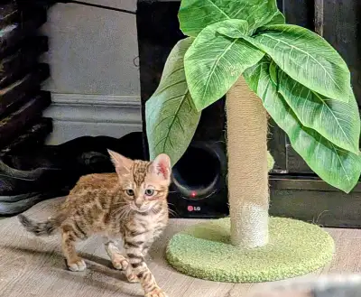 Top Quality TICA Registered Bengal Kittens., View more