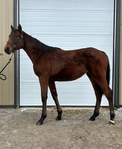 2025 Canadian Sporthorse filly , View more