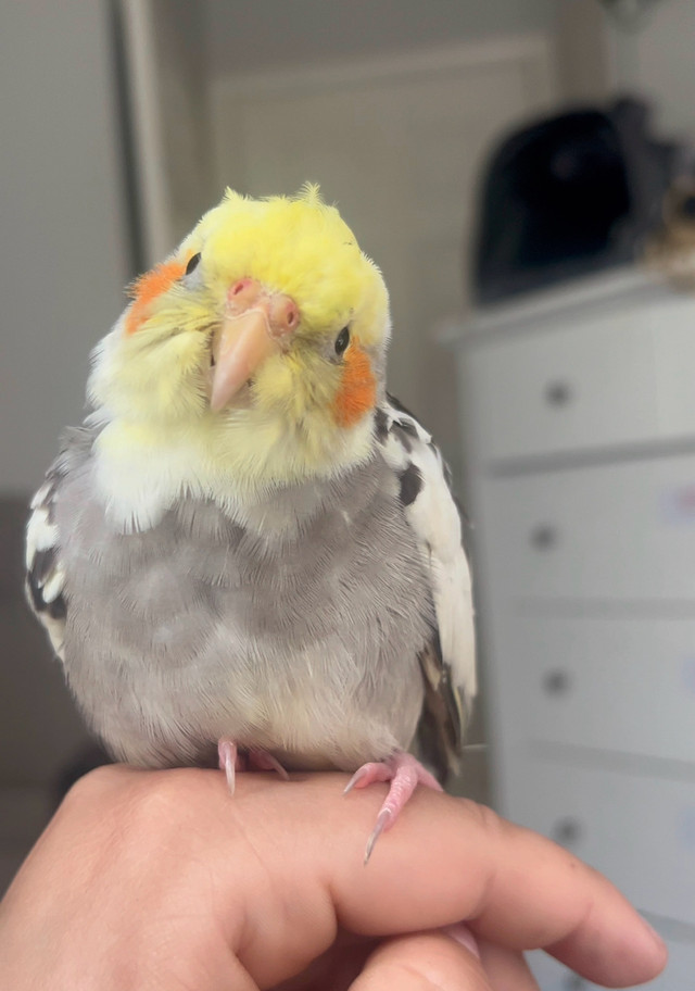 LOST BIRD in Animal & Pet Services in North Shore - Image 4