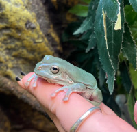 Whites tree frogs