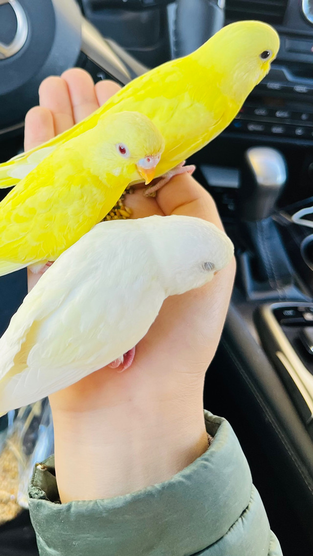 Cute Lutino and albino baby budgie need a lovely home in Birds for Rehoming in Abbotsford - Image 4