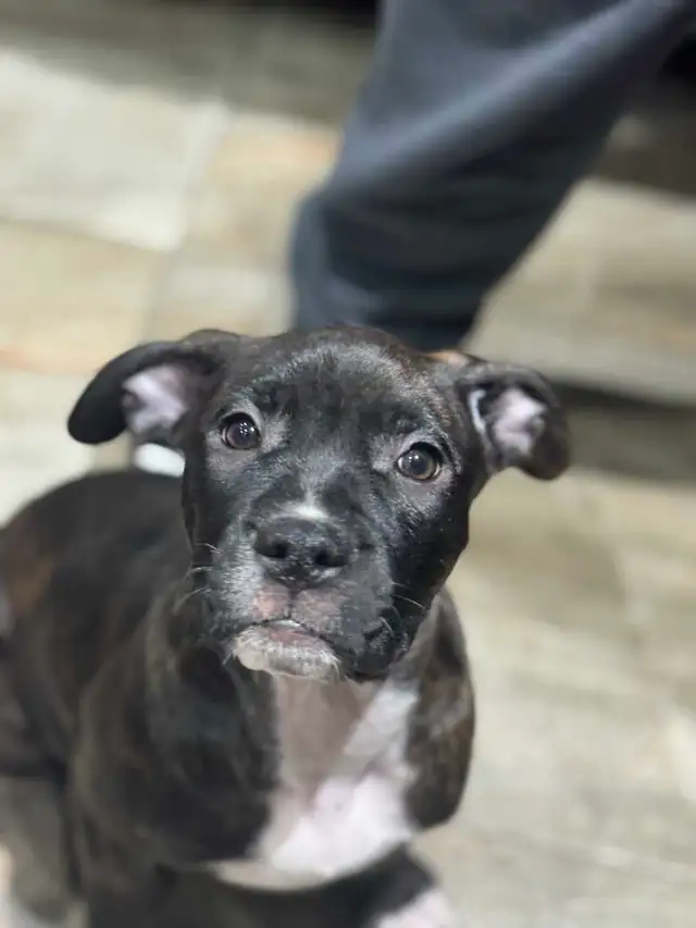 Female puppy available in Dogs & Puppies for Rehoming in Mississauga / Peel Region - Image 3