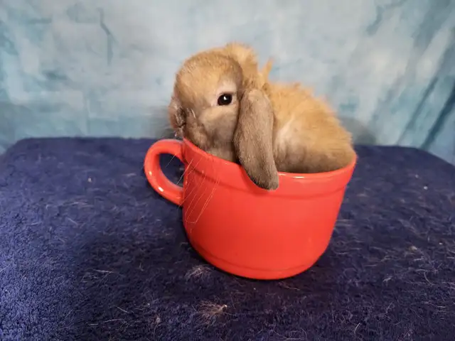EXTRAODINAIRE BÉBÉ LAPIN BÉLIER Hollandais * Holland lop bunny in Small Animals for Rehoming in City of Montréal - Image 3