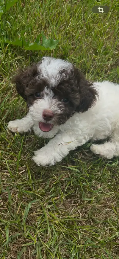 tiny purebred toy poodles, View more