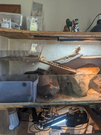 Bearded dragon with enclosure