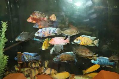 African Cichlids Group and Plecos, View more