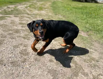Rottweiler Puppy‼️, View more