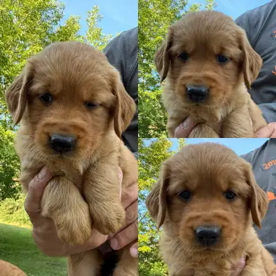 CKC Registered Champion Bloodline Golden Retriever Puppy, View more