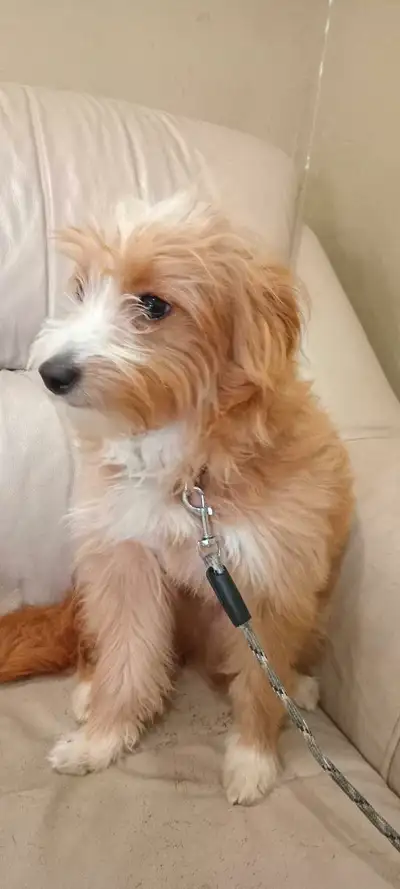 Puppies for sale, View more