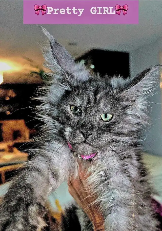 Blue & Black Smoke MAINE COON in Cats & Kittens for Rehoming in Oakville / Halton Region - Image 5