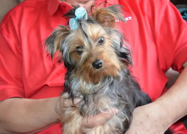 1 BOY LEFT: Yorkshire Terrier in Dogs & Puppies for Rehoming in Ottawa - Image 5