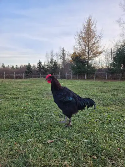 Pure Black Copper Maran Rooster , View more