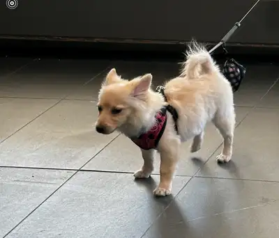 Adorable Pomeranian Mix with Pomsky, View more