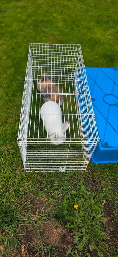Free bunnys, View more