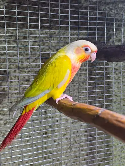 I'm offering a vibrant 3 MALE Sun Cheek Conure, known for its playful personality and stunning pluma...