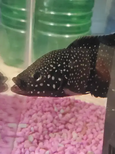 Starry Cichlid, View more