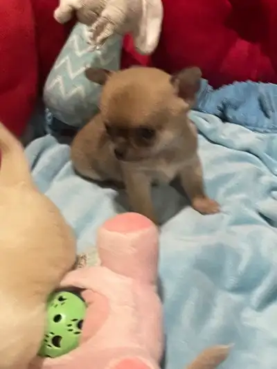 ⭐️❤️⭐️ CHIHUAHUA PUPPIES ❤ GORGEOUS & PUREBRED ❤️⭐️❤️, View more