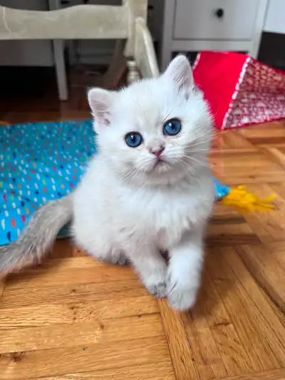 British shorthair Colorpoint kitten with deep vivid blue eyes, View more